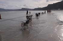 شاهد: ازدهار خدمات كلاب الزلاجات على الشواطئ الرملية في جنوب إفريقيا