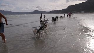 Santa Paws: South African canines sled on sandy beaches
