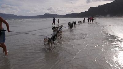 Szánhúzó kutyák száguldoznak a dél-afrikai tengerparton