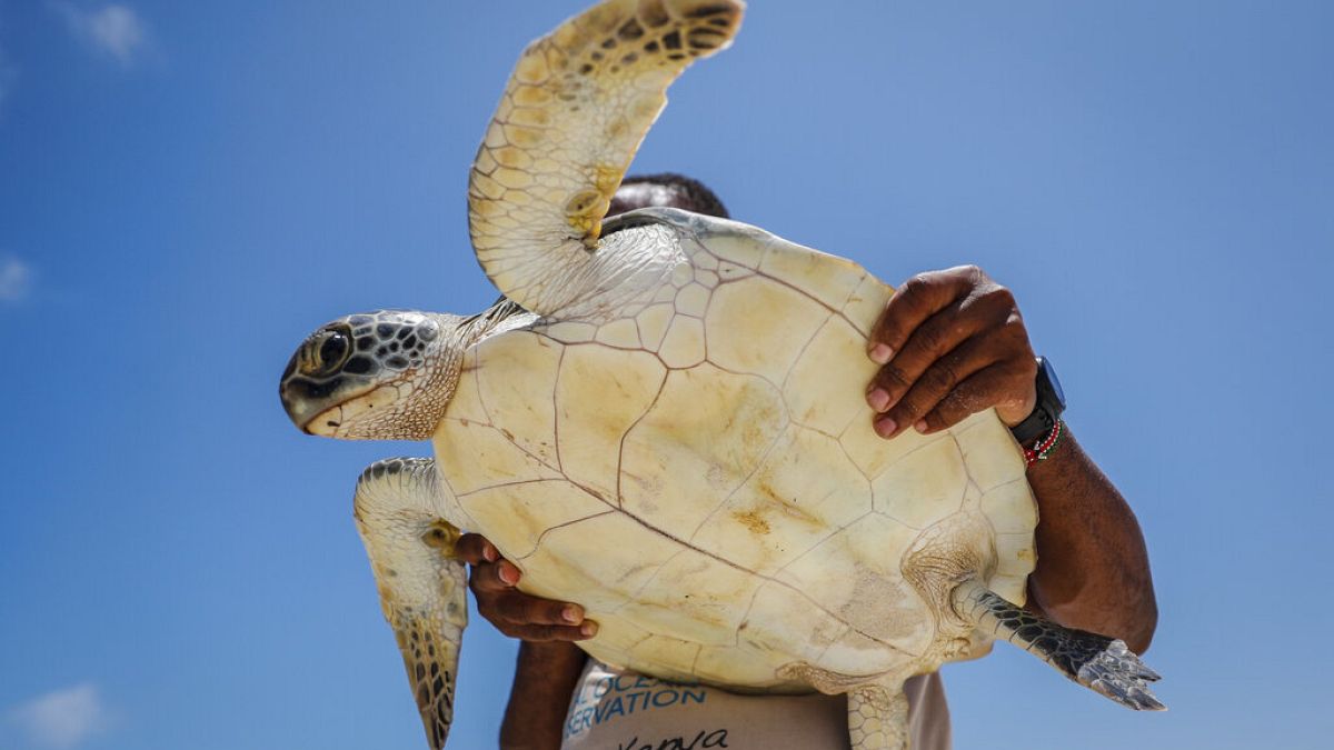 Fikiri Kiponda egy zöldteknőst fog, amely halászhálóba akadt, mielőtt visszaeresztené a tengerbe Kenya partjainál