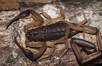 Black fat-tailed scorpions are stinging people in their homes in Egypt, after escaping during a storm.