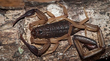 Black fat-tailed scorpions are stinging people in their homes in Egypt, after escaping during a storm.