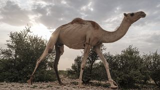 Le chameau, ce "pétrole somalien"
