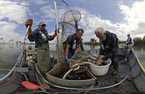 Dutch fishermen catching eels to release them in the “Eels over the Dyke” project