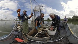 Dutch fishermen catching eels to release them in the “Eels over the Dyke” project