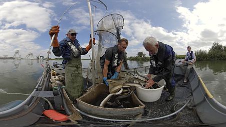 Dutch fishermen catching eels to release them in the “Eels over the Dyke” project