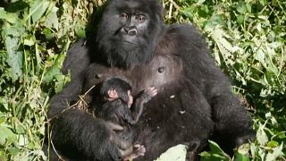Two new mountain gorillas born in DRC Congo's Virunga park