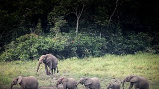 Les forêts du Gabon abritent 95 000 éléphants