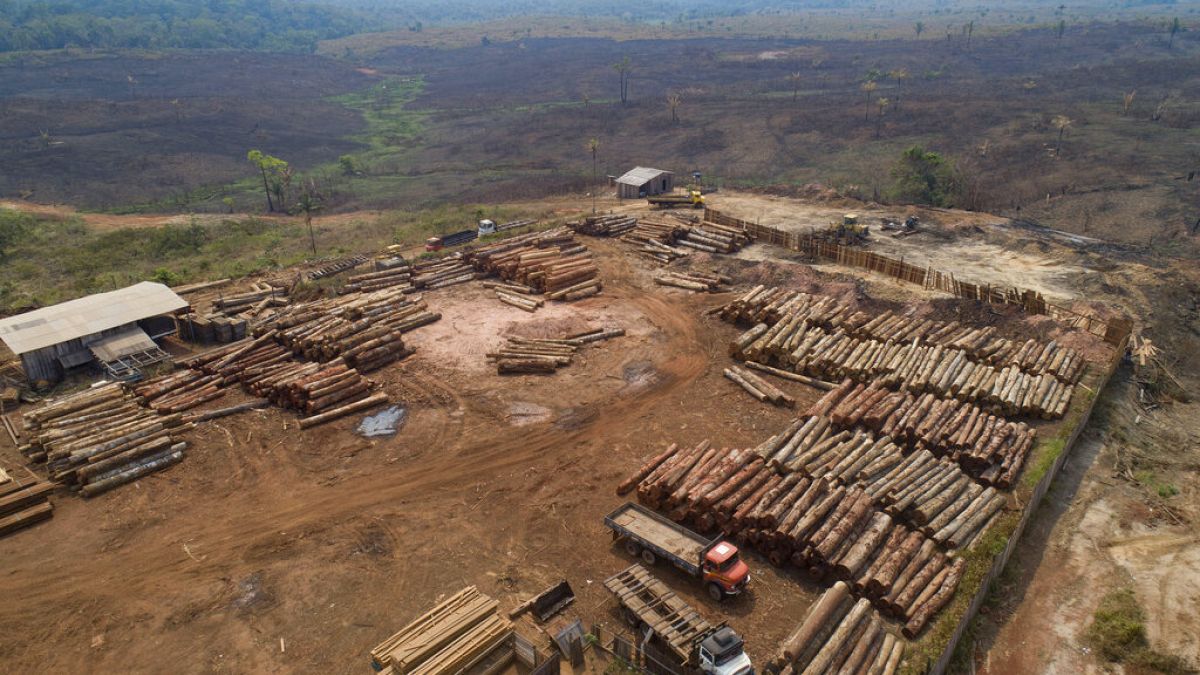 El Gobierno de Brasil le declara la guerra a la deforestación de la Amazonia