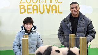 الحائز على الميدالية الذهبية في الغطس المتزامن في أولمبياد طوكيو اللاعب الصيني تشانغ جياكي ولاعب كرة القدم الفرنسي كيليان مبابي مع توأمي الباندا في حديقة بوفال في فرنسا.