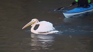 Pelikane in wärmere Gehege umgesiedelt