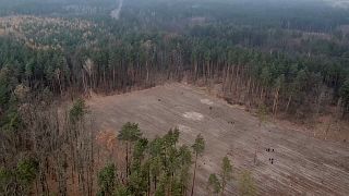 Ucrania empieza la plantación masiva de árboles