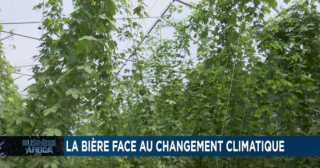 Afrique du Sud : la ferme hydroponique de houblon [Business Africa] 