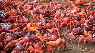 La Isla de Navidad se pinta de rojo por la migración anual de millones de cangrejos