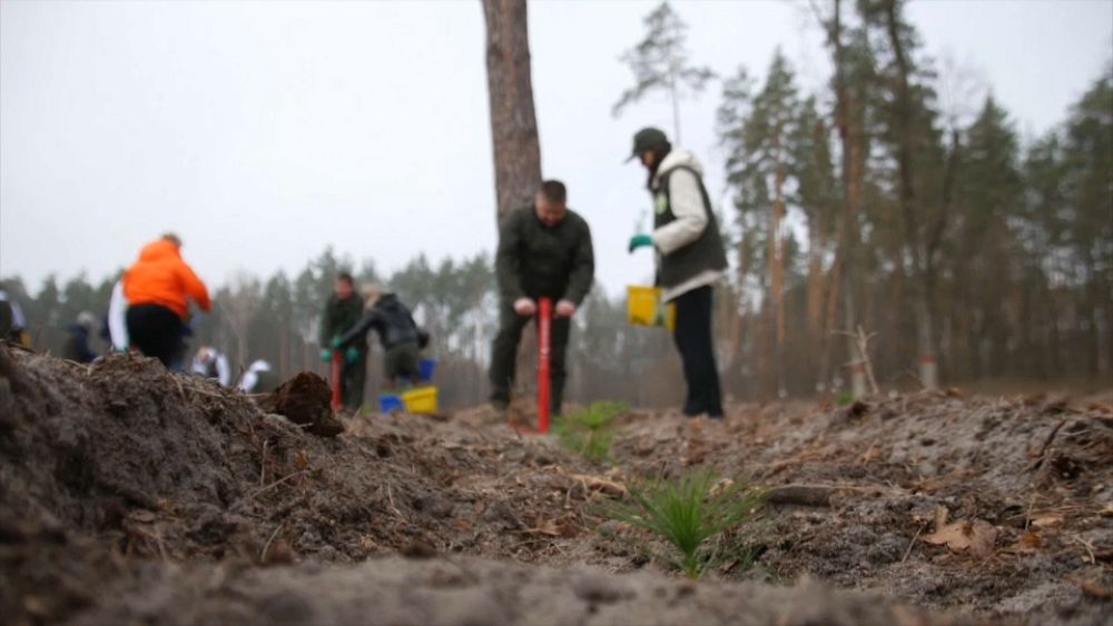 ukraine-vows-to-plant-one-billion-trees-to-fight-climate-change