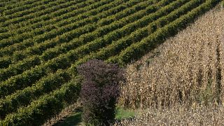 "Prosecco" ou "Prošek": Itália e Croácia disputam origem do vinho