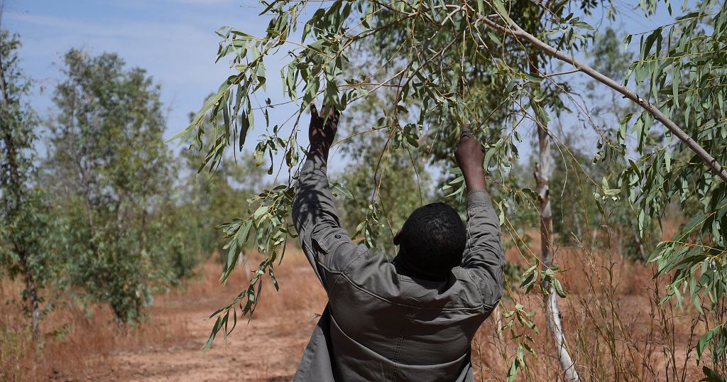 Niger's Great Green Wall tentatively comes to life