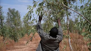 Niger's Great Green Wall tentatively comes to life