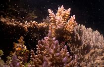 La Gran Barrera de Coral de Australia recupera su color