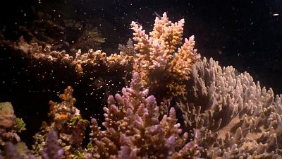 شاهد: عملية تكاثر طبيعية لمليارات الشعاب المرجانية على الحاجز المرجاني العظيم في أستراليا