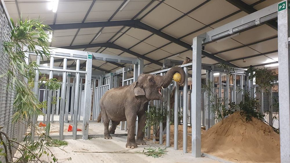 france-opens-europe-s-first-retirement-home-for-elephants