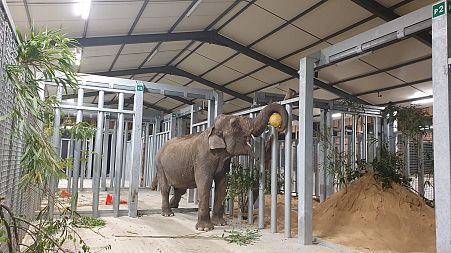 52-year-old Gandhi is the first resident of the sanctuary in France.