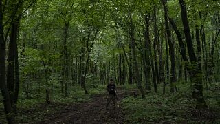 صورة أرشيفية لشاب يتنزه وسط غابة بالقرب من مدينة ترنوبل بأوكرانيا، 27 يوليو 2018
