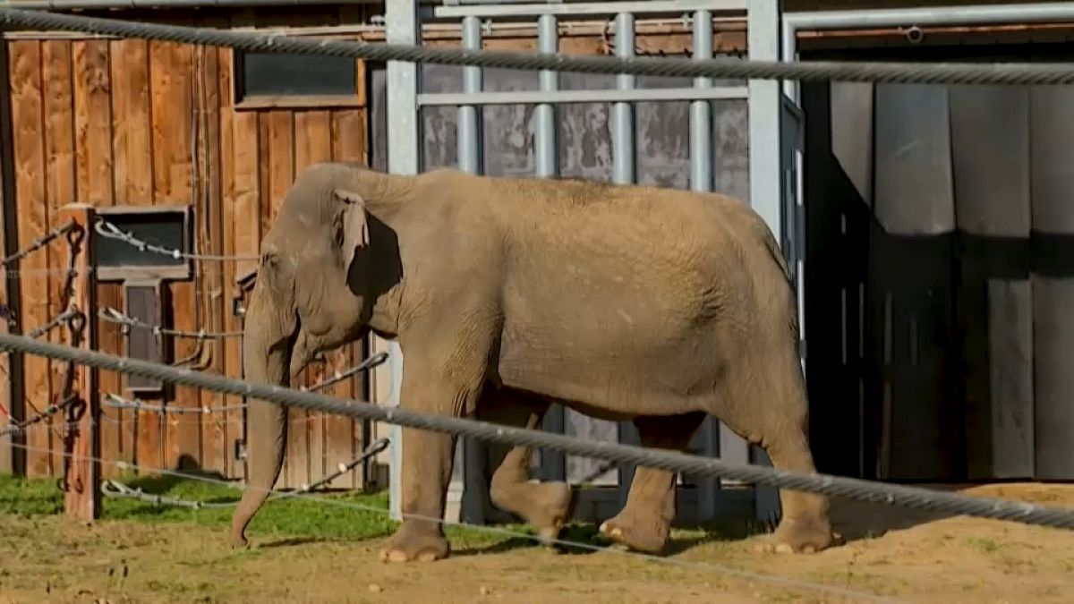 Un refugio para animales de zoo único en Europa acoge a una elefanta de 52 años