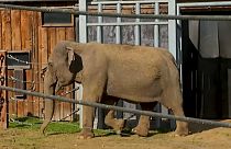 La prima "casa di riposo" in Europa per elefanti provenienti da zoo o circhi