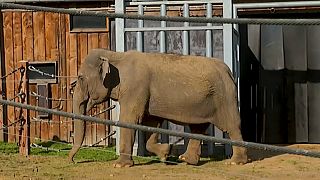 Дом для престарелых слонов