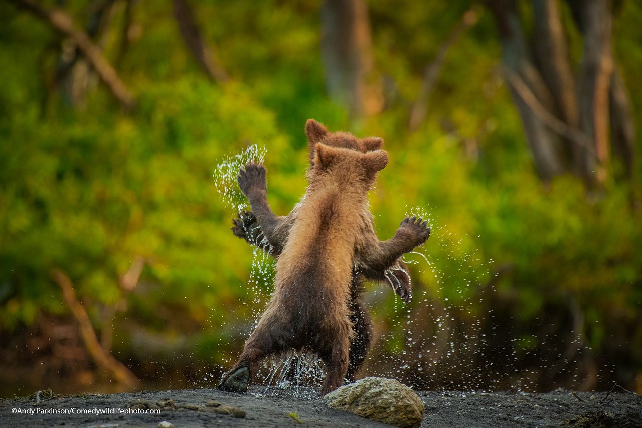 7 of the funniest animal photos ever taken: The best of the Comedy Wildlife  Photography Awards 2021 | Euronews