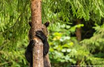 A young bear descending from a tree looks like he/she is playing hide and seek.