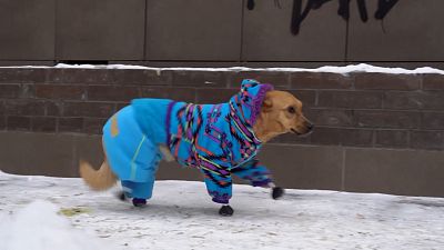 شاهد: كلبة بأطراف اصطناعية تتدرب على المشي مجددا في روسيا