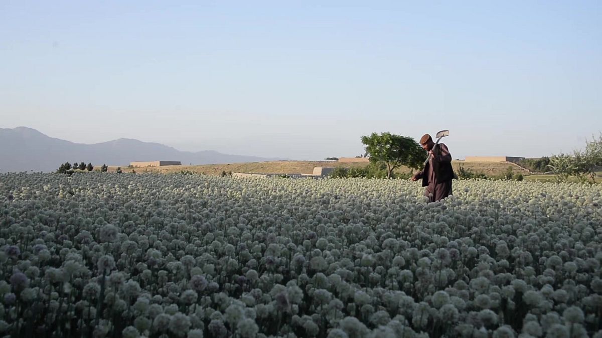 مزرعة للقنب في أفغانستان