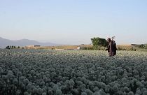 مزرعة للقنب في أفغانستان