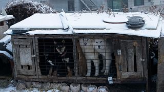 Güney Kore'de köpek eti çiftliğinde bir kafeste görülen köpekler (arşiv)