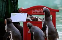 ویدئو؛ پیام‌های تبریک و آرزو‌های کریسمس پنگوئن‌ها برای بابانوئل 