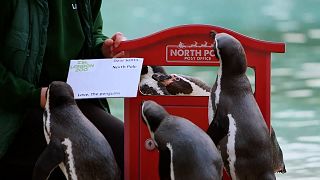 شاهد: بطاريق في حديقة حيوانات لندن ترسل بطاقات معايدة لسنتا كلوز