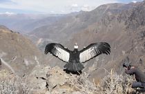 I sette mesi (di terapia) del condor delle Ande: guarito e liberato nei cieli del Perù