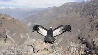 Vergifteter Kondor Sinchi in Peru fliegt wieder