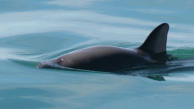 The vaquita is the world's smallest and most-endangered porpoise. 