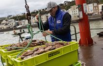 French fisherman Herman Outrequin, who does not have a license to fish in the U.K waters, works in the port of Granville, Normandy, Tuesday, Nov. 2, 2021.