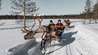 Tourists on reindeer sleigh ride in Finnish Lapland