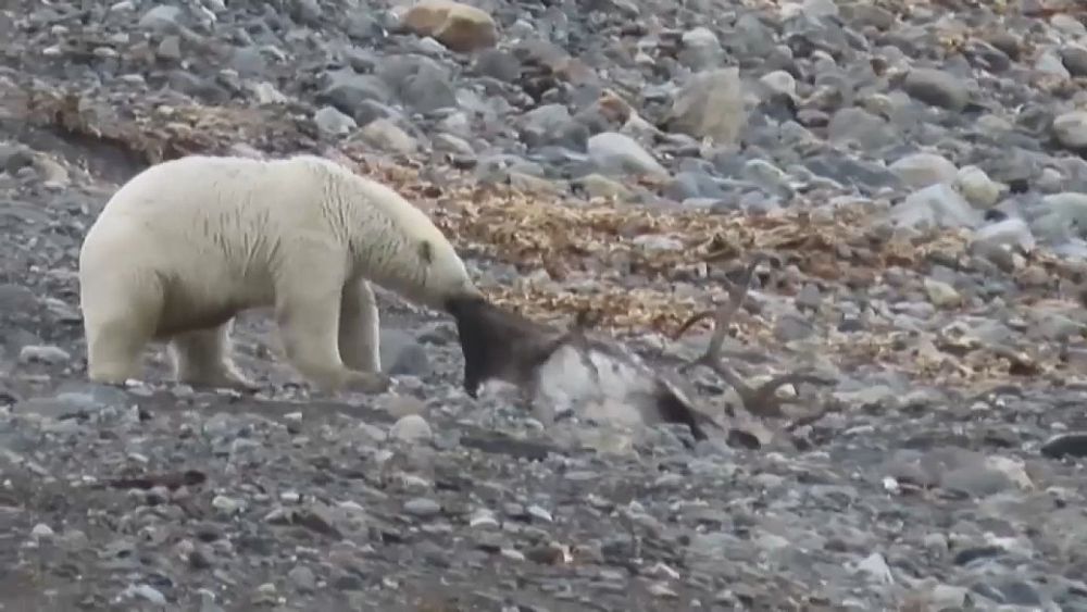 Film of polar bear eating reindeer seen as evidence of climate change - Euronews