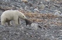 Polar Bear kills and eats reindeer