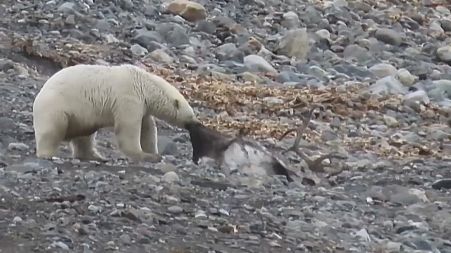 Polar Bear kills and eats reindeer