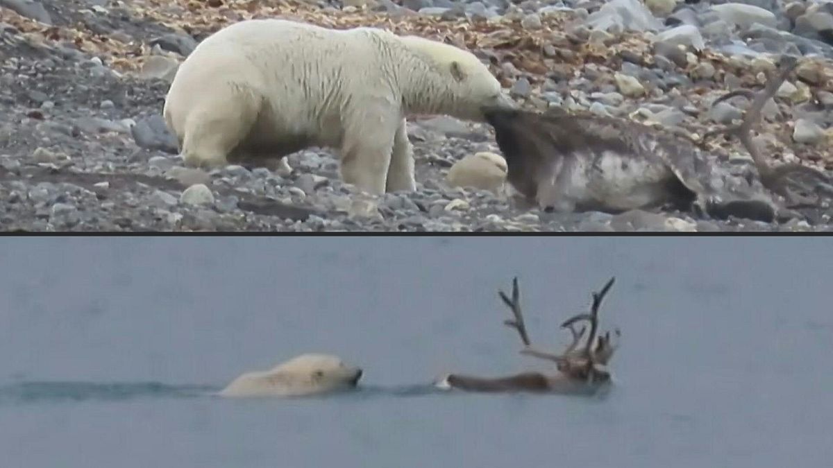 الدببة القطبية في القطب الشمالي النرويجي.