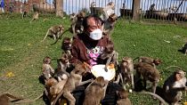 Macaques swarming a man holding a plate of traditional Thai dessert.