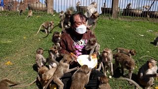 Affig: Festgelage für Makaken