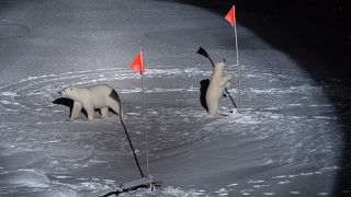 Jegesmedvék az Északi-sarkvidék közepén lévő tudományos vizsgálatokat és méréseket végző berendezésekkel – képünk illusztráció